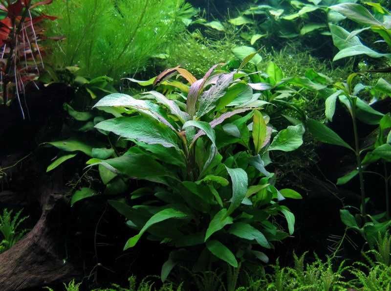 Hygrophila Siamensis – Planta aquática
