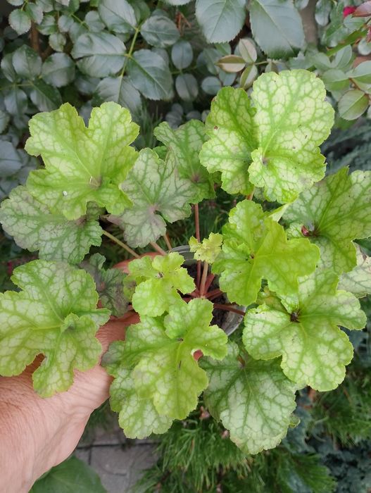 Продам набор растений для тени