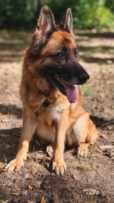 Німецька вівчарка терміново шукає дім