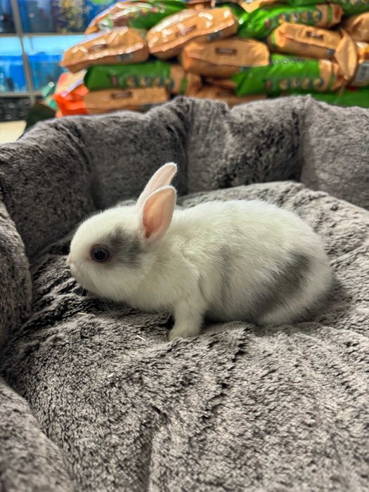 królik miniaturka sklep zoologiczny GRUBY KOCUR rzeszów