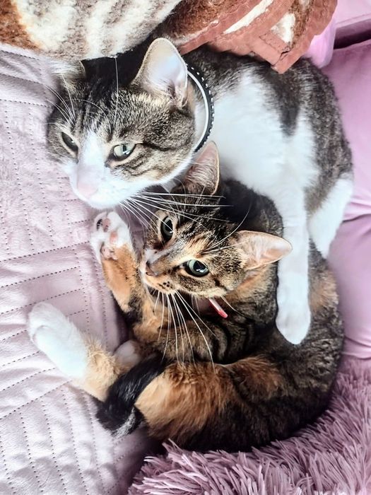 ZAGINĘŁA KOTKA – RUBI  dla znalazcy 1000 zł