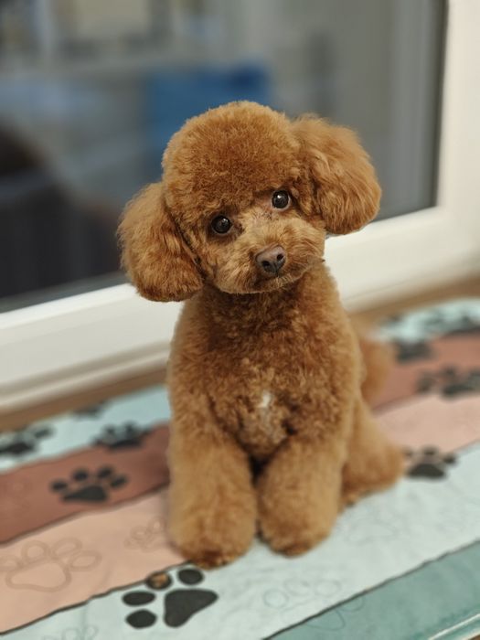 Грумінг. Послуги грумера, стрижка та експрес-лінька собак.