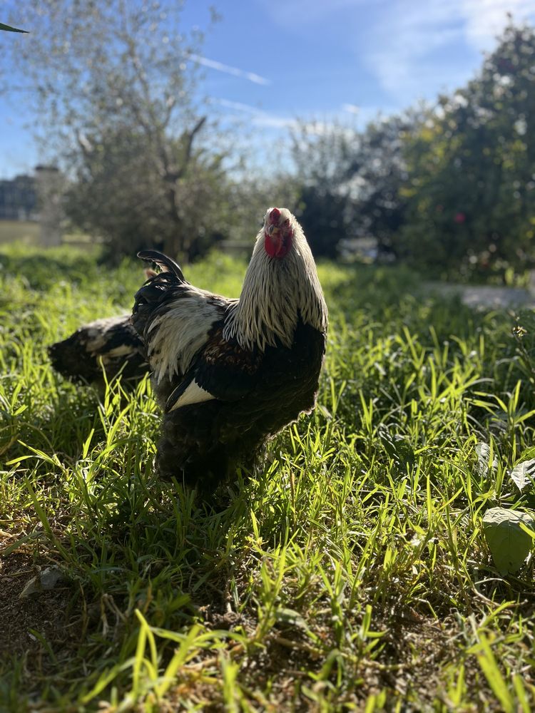 Galo brahma salmão