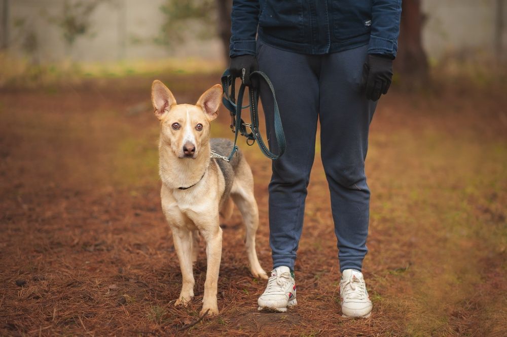 Dexter - młody pies do adopcji ze schroniska