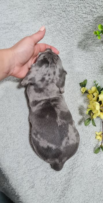 Excelente menino Teckel Blue Merle de Qualidade