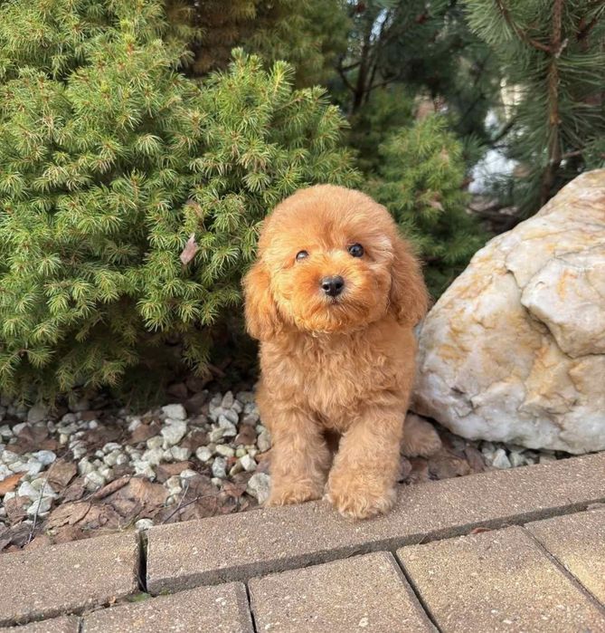 Віп красавчік хлопчик.той пудель