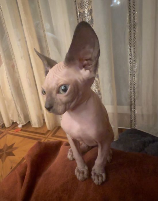 Канадский сфинкс