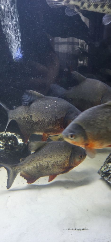 Piranie red pacu