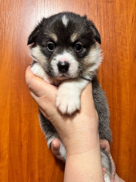 Коргі пемброк