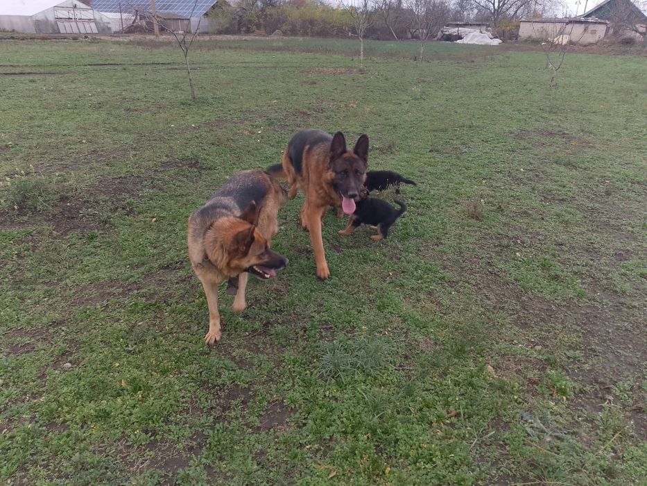 Продам цуциків Німецької вівчарки