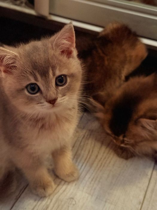 Шотландські Кошенята золотої шиншили