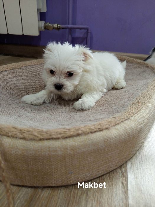 Szczeniak Maltańczyk