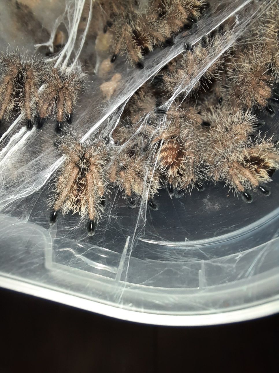 Avicularia bicegoi L2 - ptasznik Avi