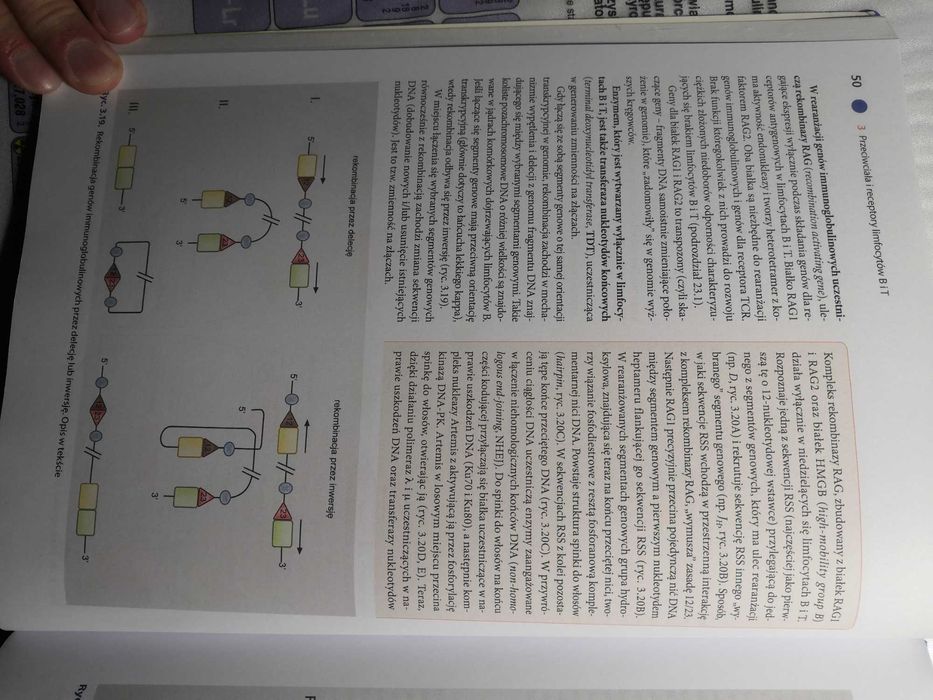 Histologia Sawicki, Immunologia Gołąb