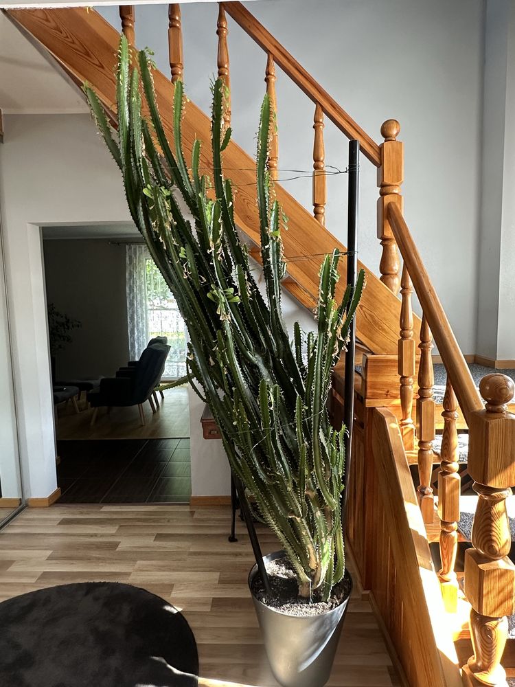 Kaktus Wilczomlecz