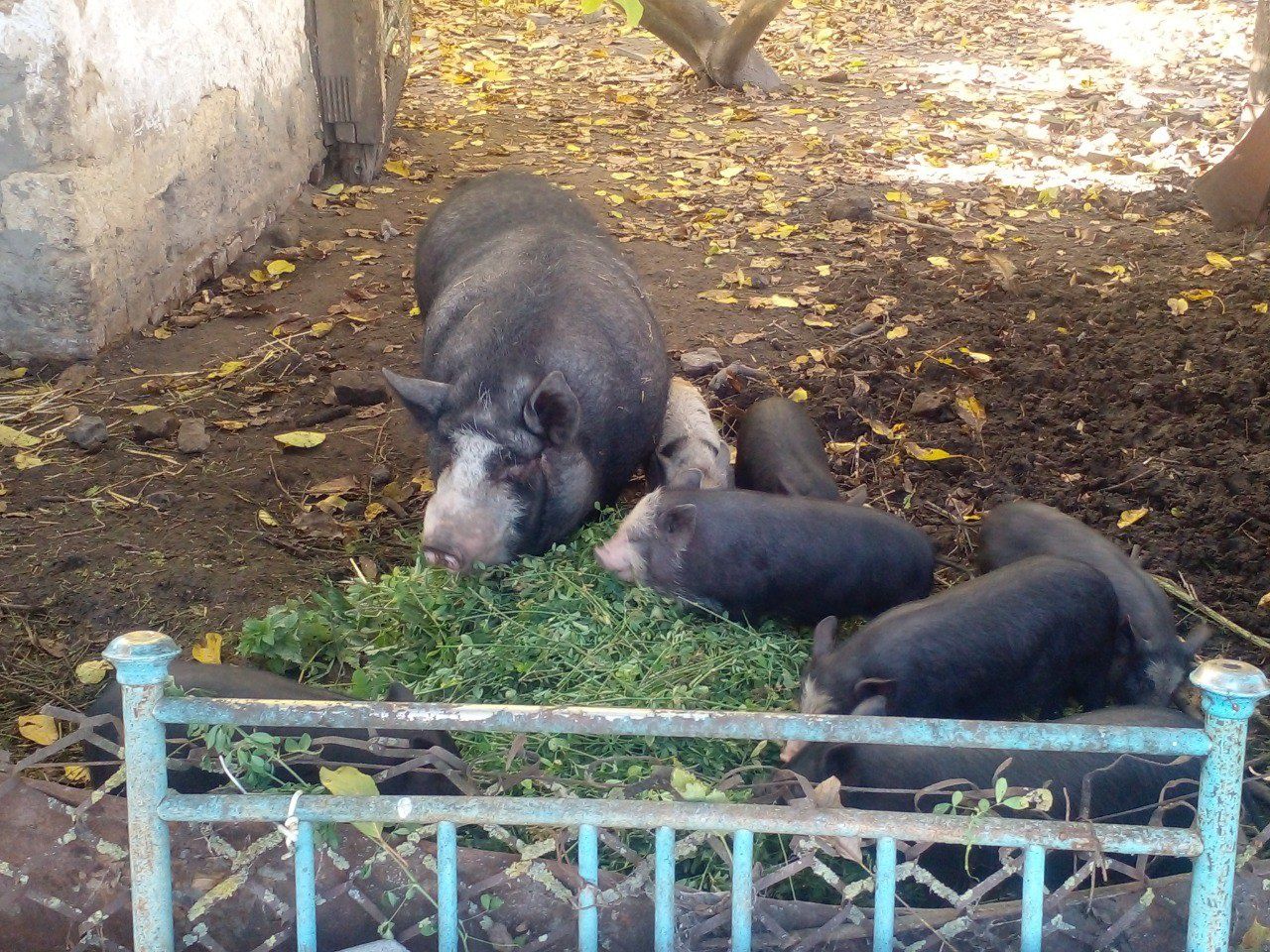 Свині в'єтнамські