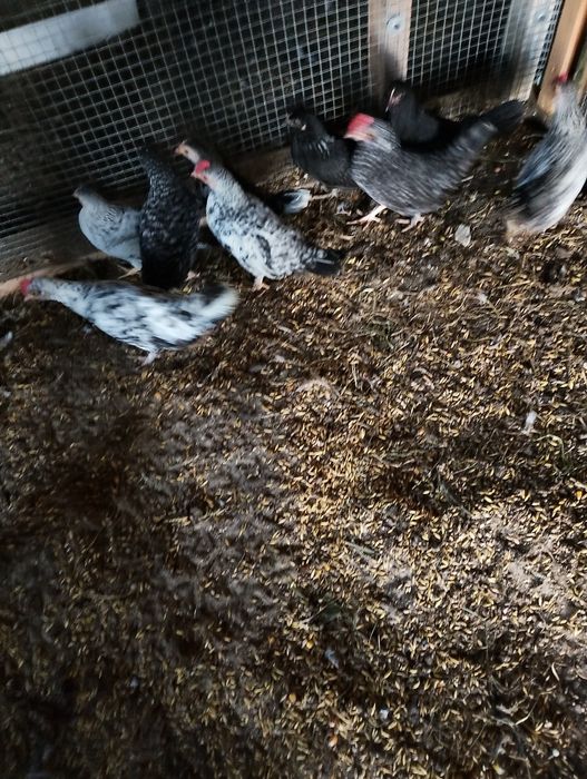 Sprzedam kurki liliputki