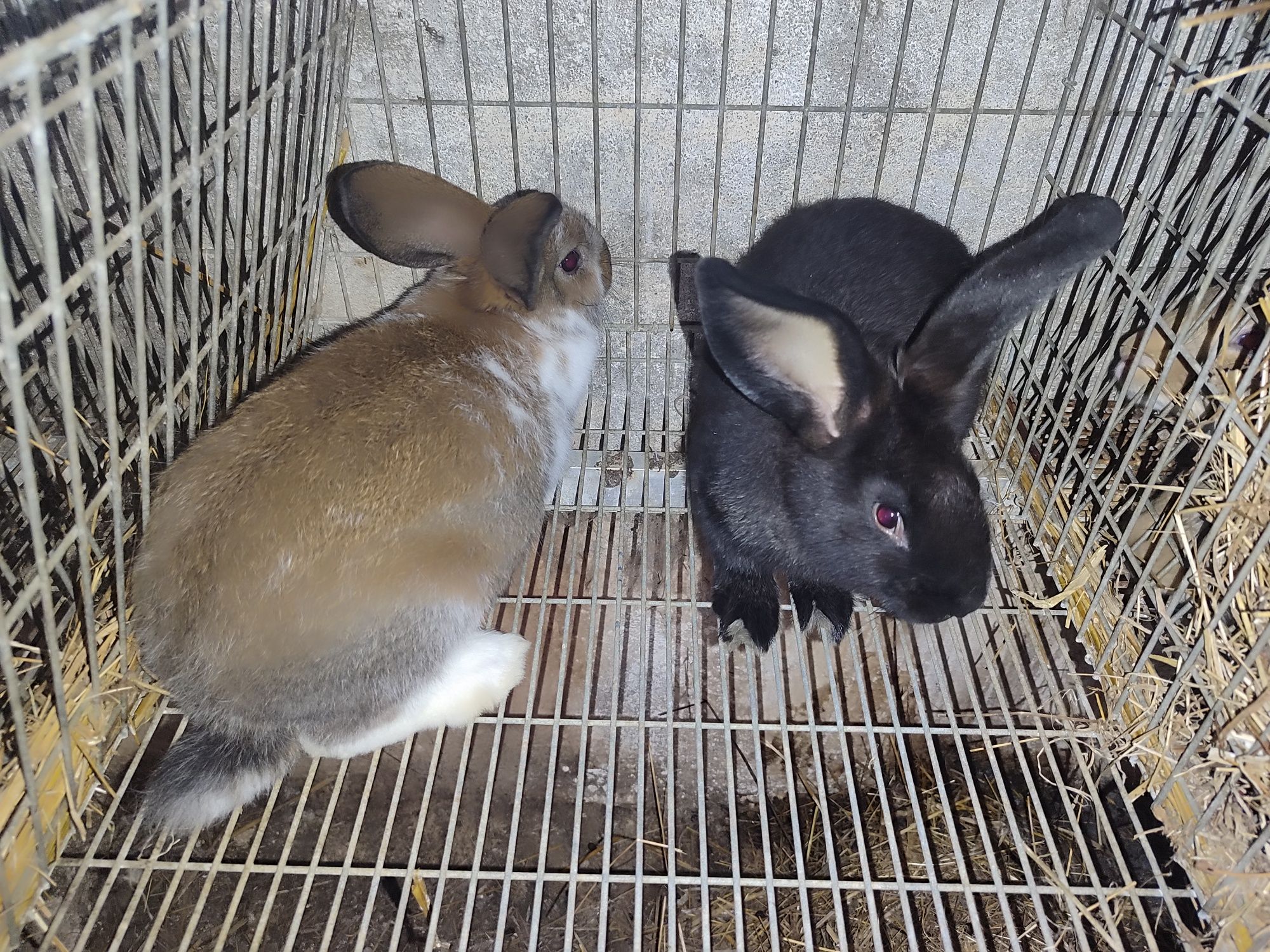Coelhos Gigantes
