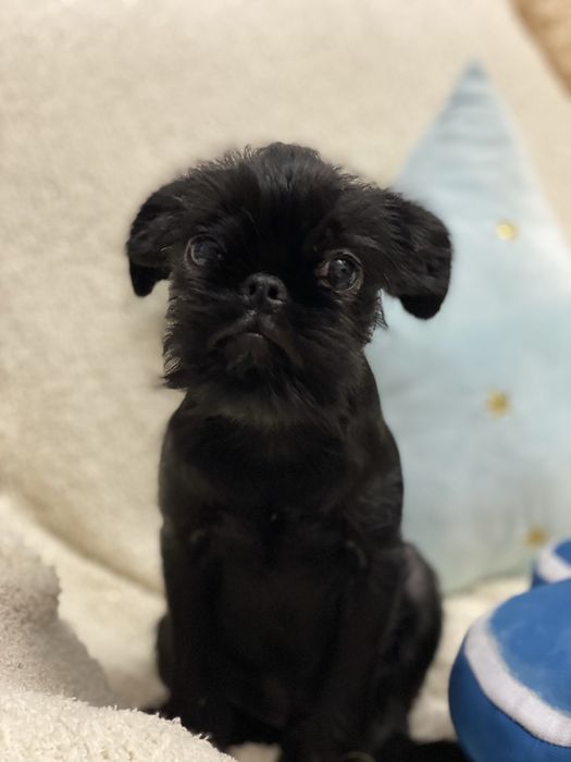 Гриффон бельгійський дівчинка