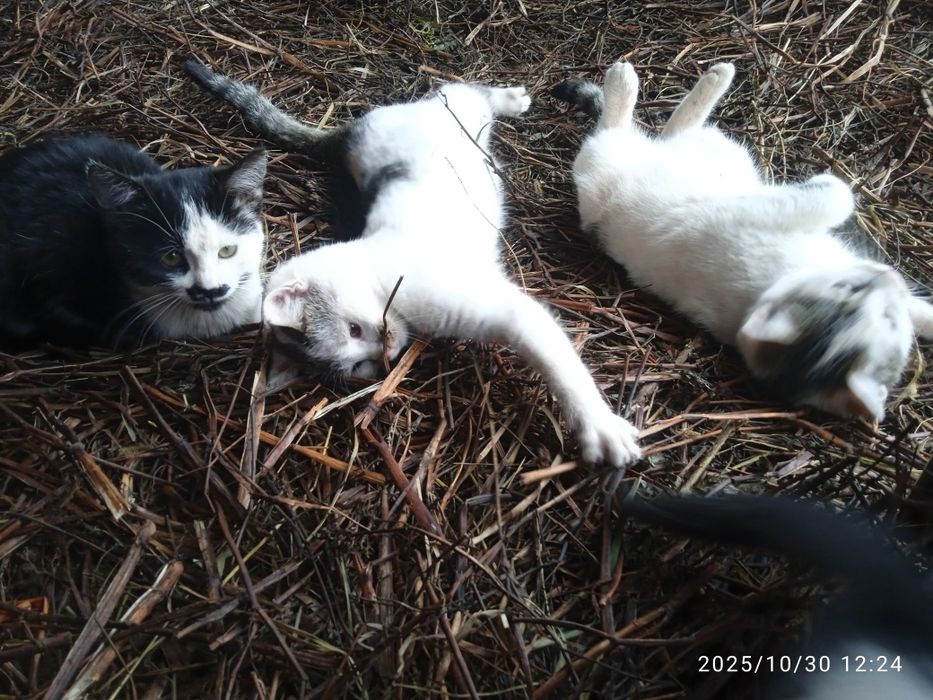 Kot kotka oddam w dobre ręce