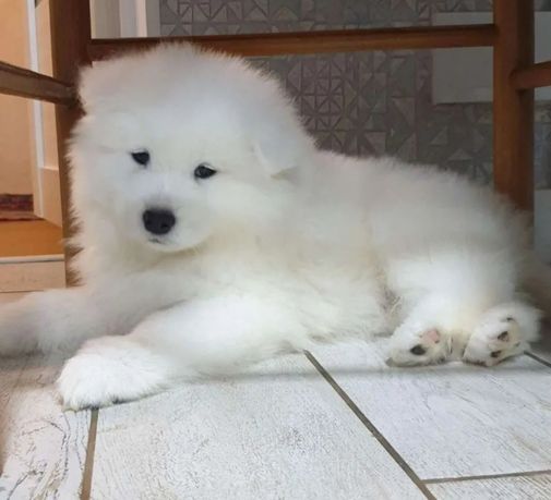 Samoyed już do odbioru