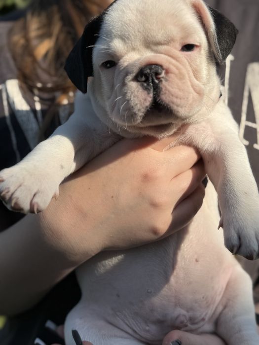 Piesek buldog francuski