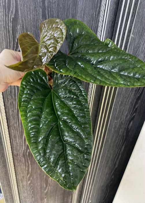 Антуріум гібрид Luxurians & Radiccans (люксріанс радіканс)