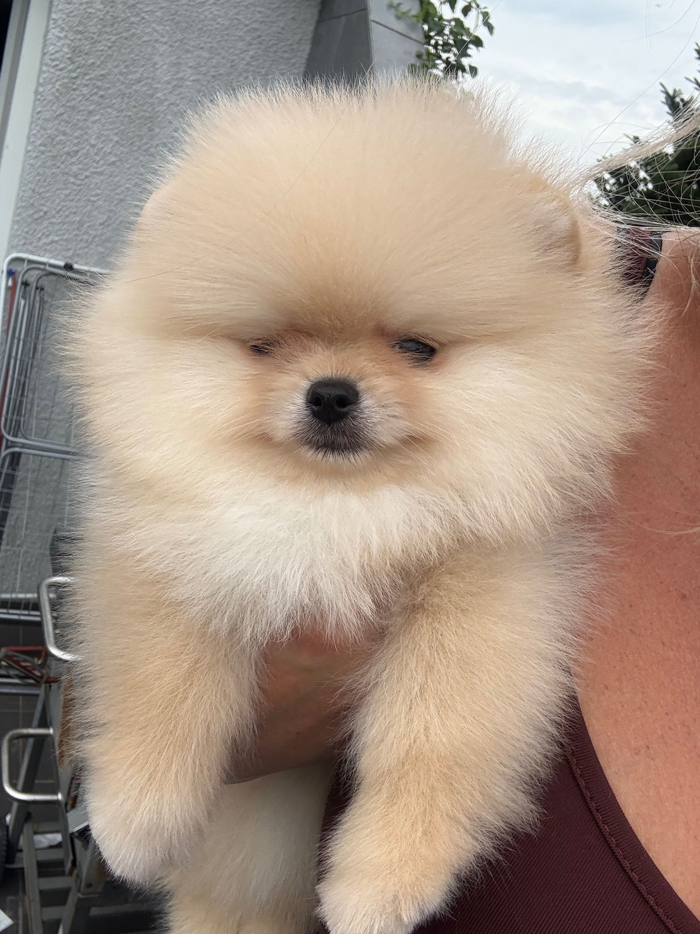 Szpic miniaturowy Pomeranian FCI zkwp suczka