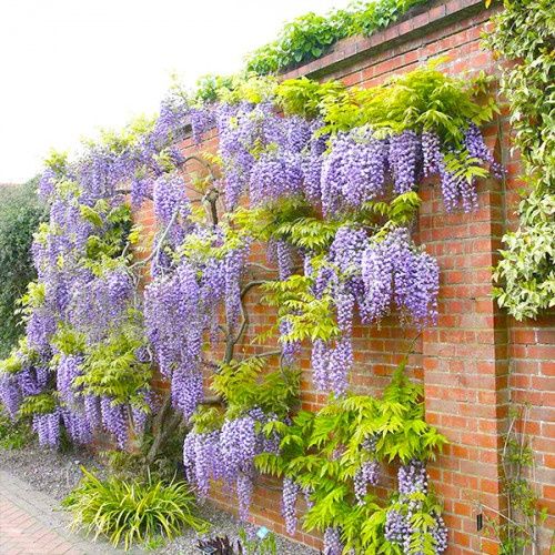 Саженцы глициния