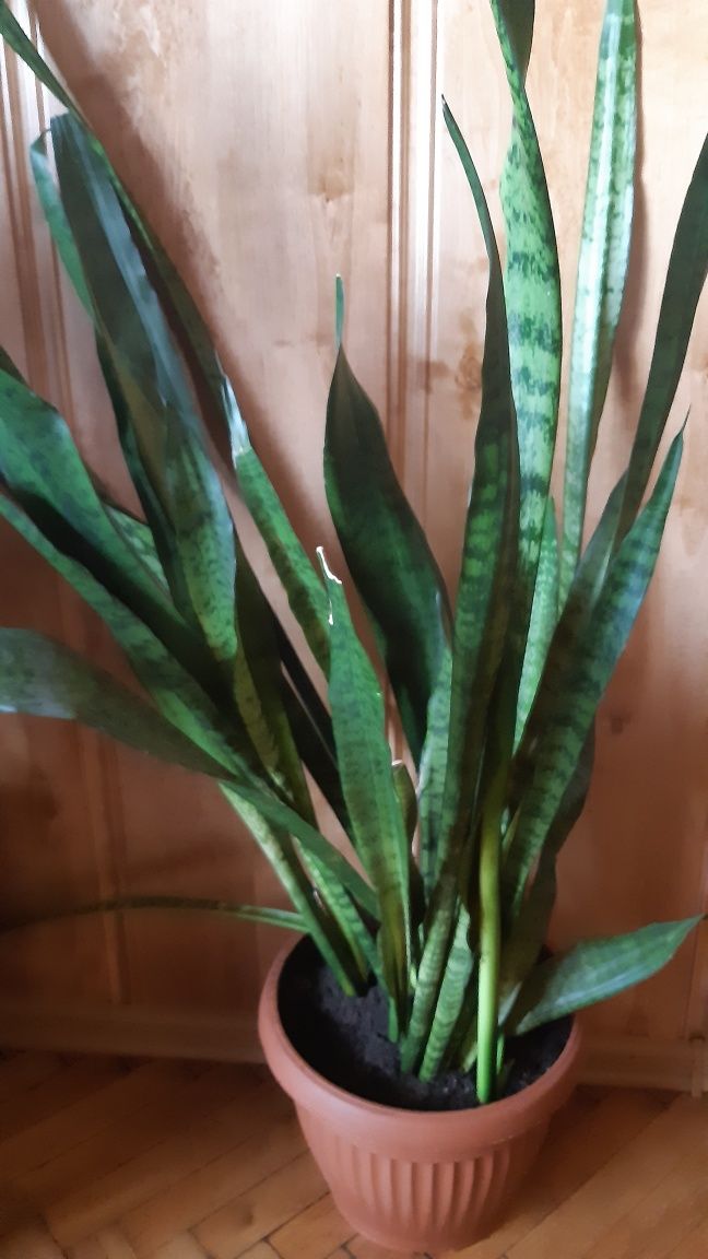 Sansevieria Sprzedam kwiatka