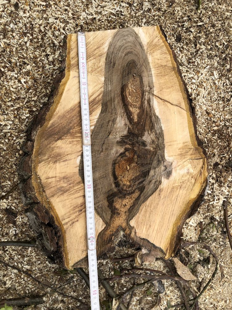 Plastry drewna z 56 letniego orzecha włoskiego