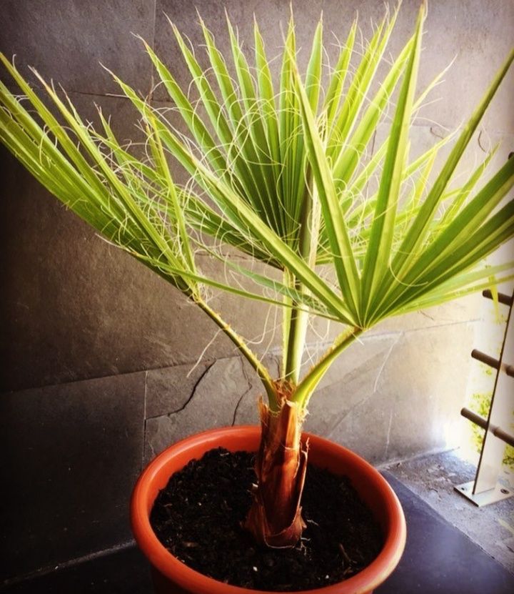 Palmeira Washingtonia/Leque, com entrega
Entrega gra