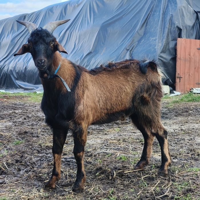 Kozioł anglonubijski