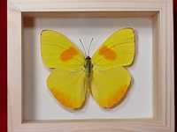 Motyl w ramce 12 x 10 cm . Phoebis philea 70 mm .