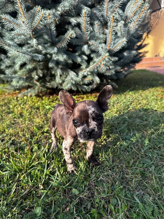 Продається  французик ТЕРМІНОВО!
