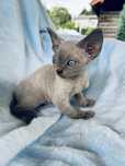 Kocurek niebieski point niebieskooki Devon Rex
