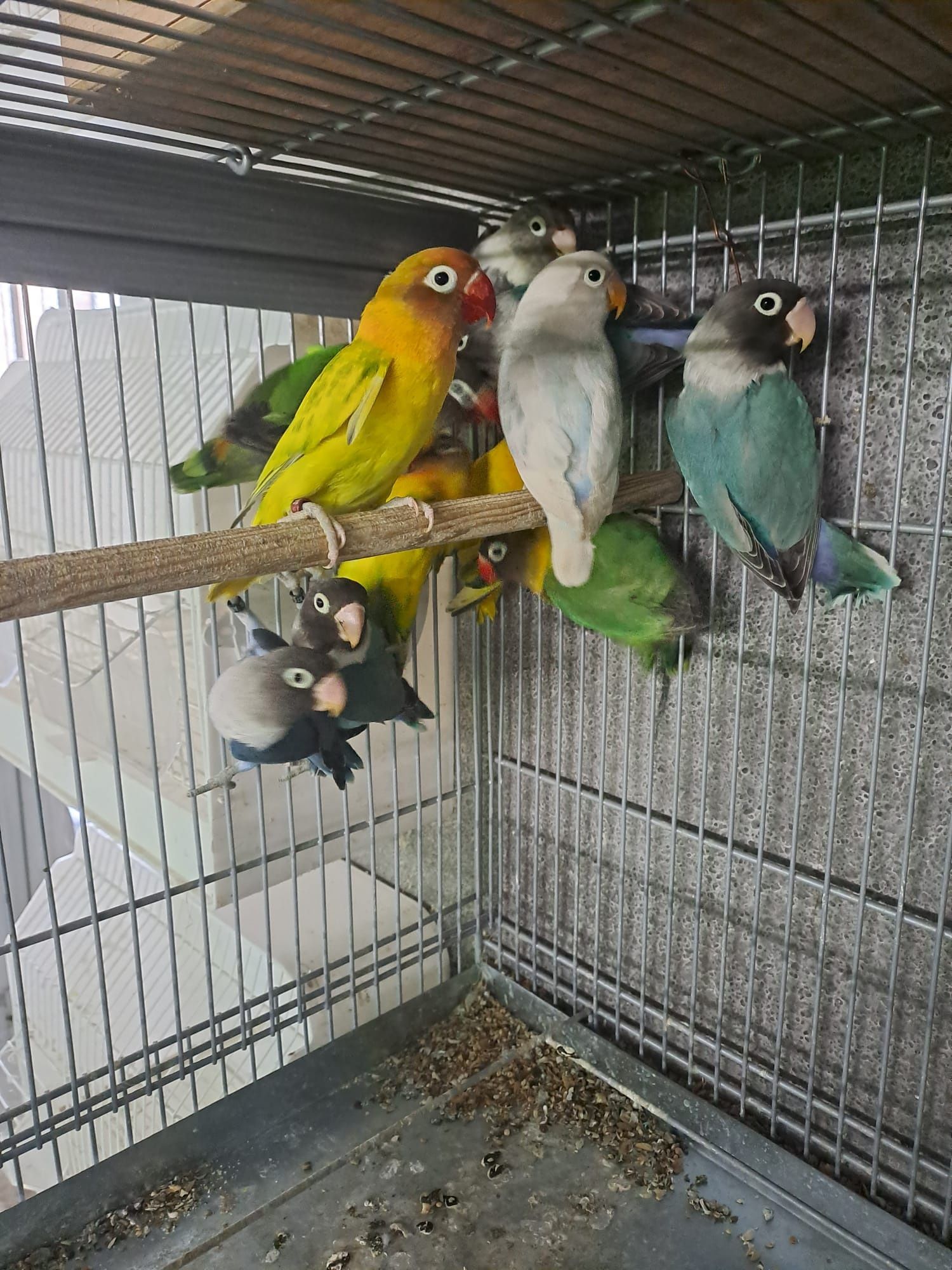 Vendo vários tipos de pássaros