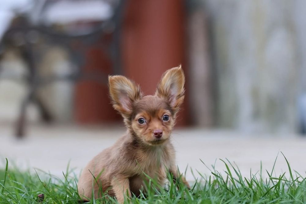 Rosyjski toy długowłosy chłopiec