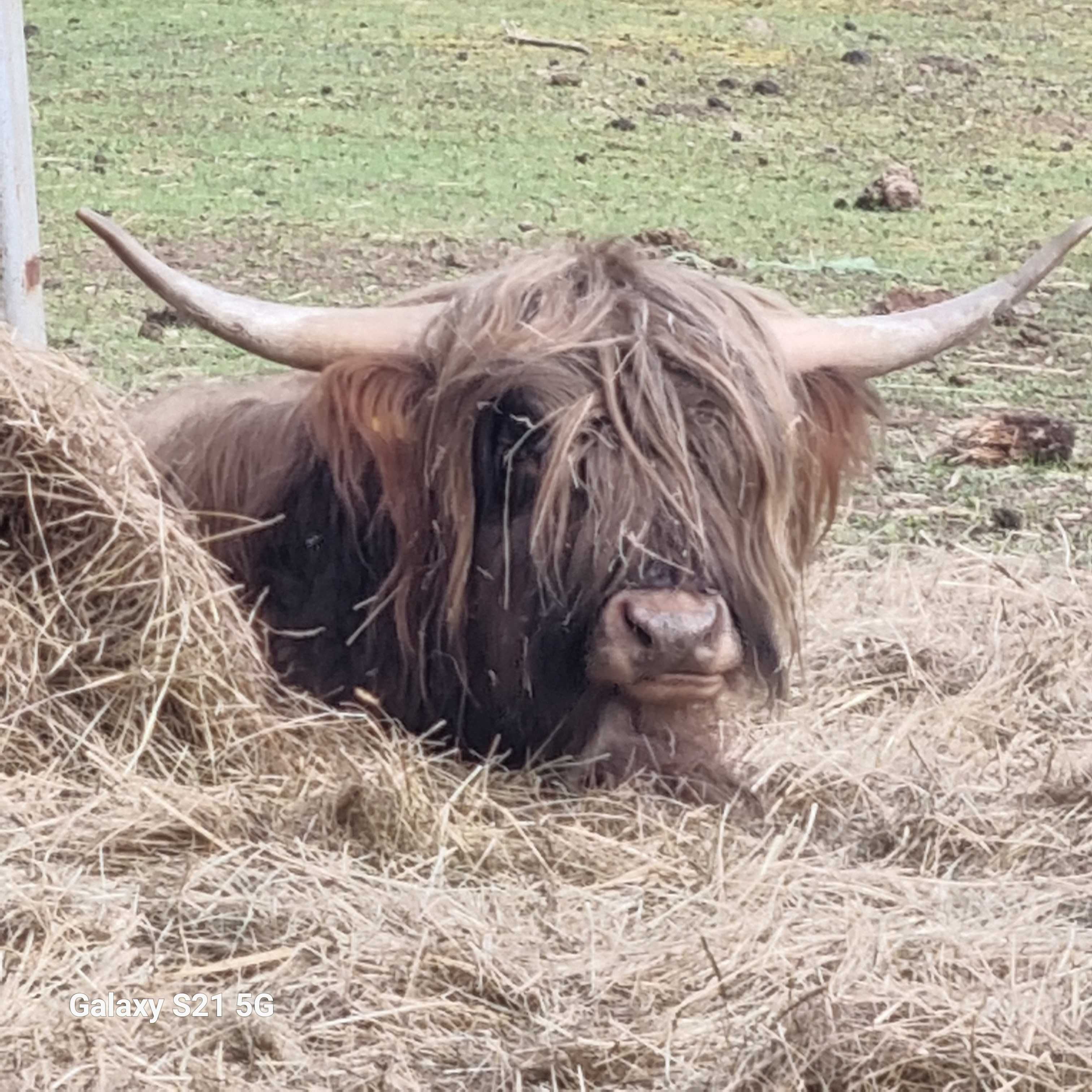Highland Cattle 3 letni byczek