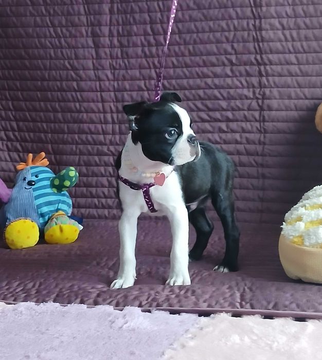 Boston Terrier piesek TOBI - nie Buldog