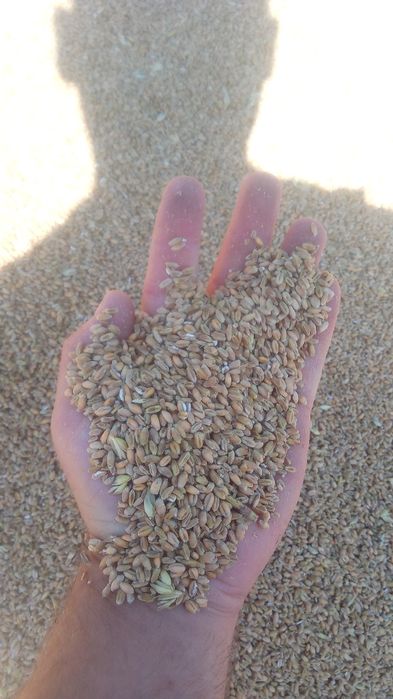 Pszenica ozima rubicon po centrali