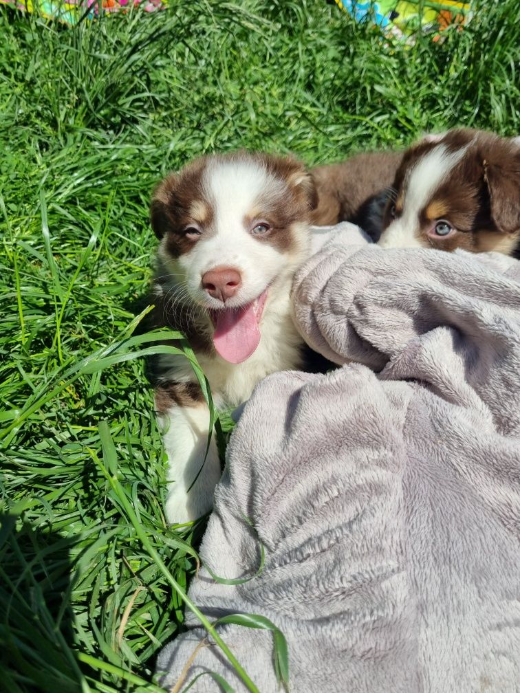 Border Collie piesek czekoladowy tricolor