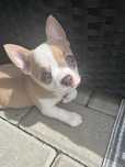 Chihuahua MILKY WAY chlopczyk