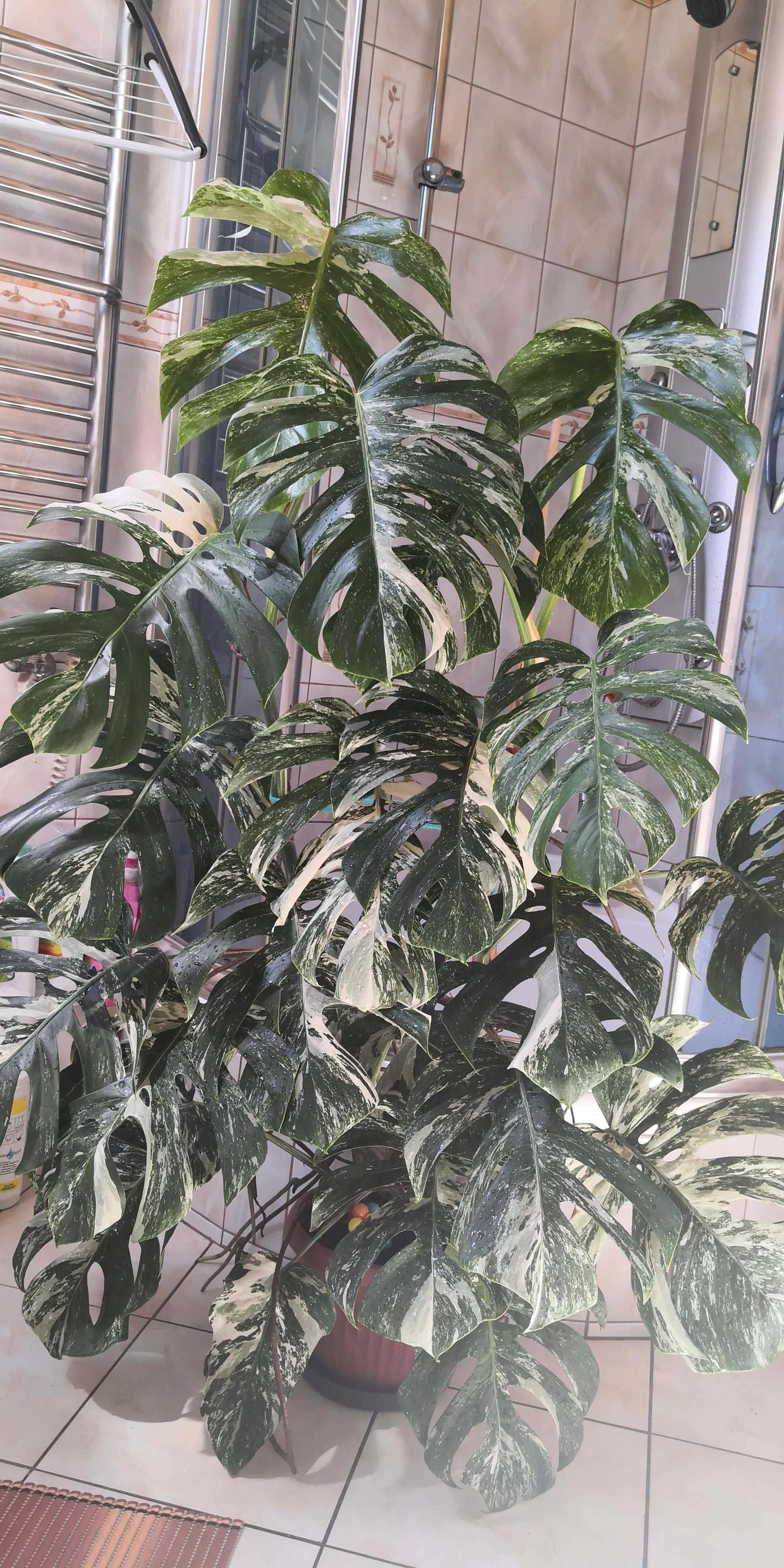 Monstera Deliciosa Variegata 2