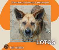 Pies znaleziony w Skarszewy w schrobisku w Koscierzynie