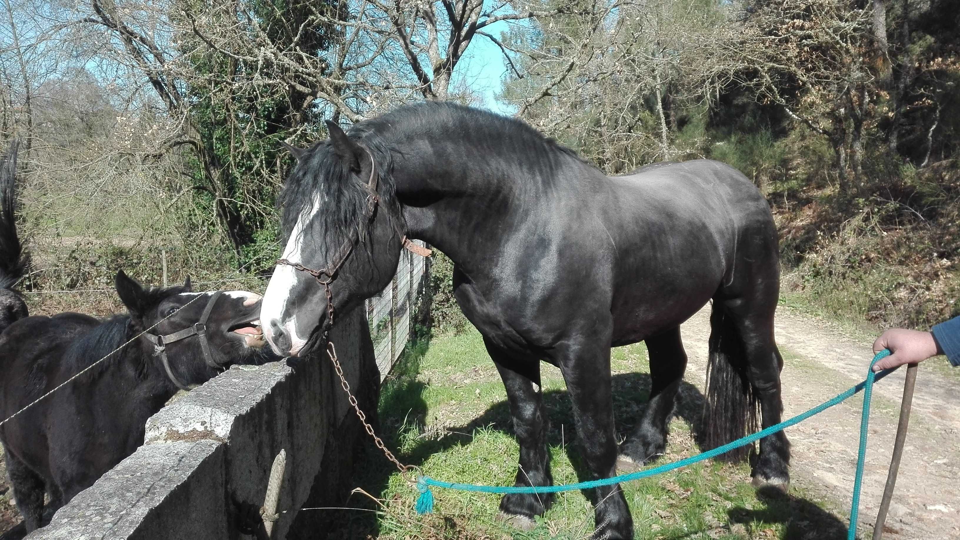 Poldros Percheron x Hispano Breton - Cavalos de tiro