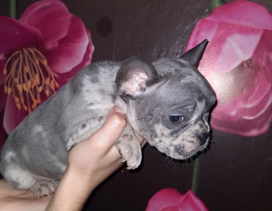 Голубые Мерле девочка и мальчик