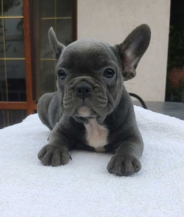 Мальчики и девочки французского бульдога