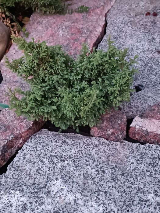 Камінь(граніт) рокарій клумба