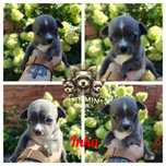 Chihuahua mini apple head